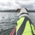 Have you ever wanted to try kayaking with your dog? Learn all the things you need and steps to take to make it a successful kayaking trip with your dog! - oweittospaghetti.com