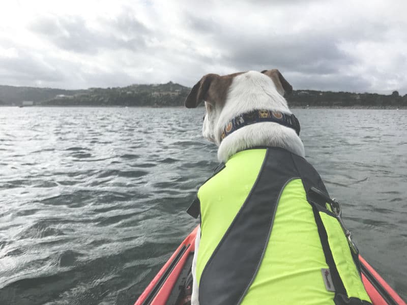 Have you ever wanted to try kayaking with your dog? Learn all the things you need and steps to take to make it a successful kayaking trip with your dog! - oweittospaghetti.com